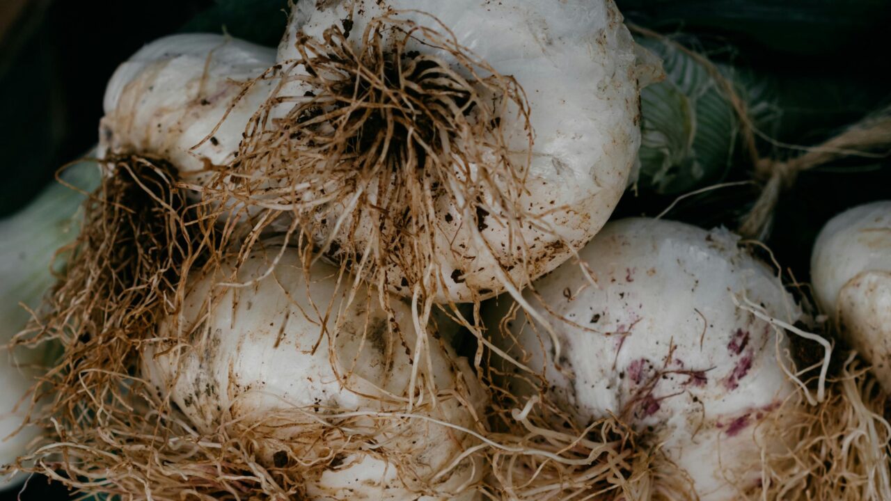 Varietà di aglio: cosa offre l’Italia